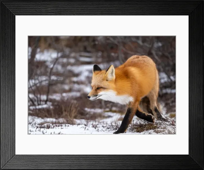 Framed Print : Red fox searching for food in a field partically covered in snow near Churchill Manitoba Framed Print : Red fox searching for food in a field partically covered in snow near Churchill Manitoba