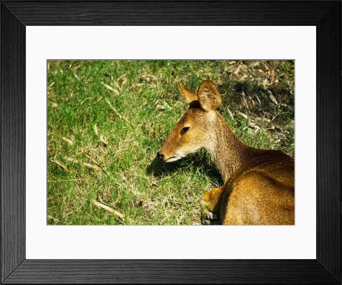 Framed Print : young red deer shows up