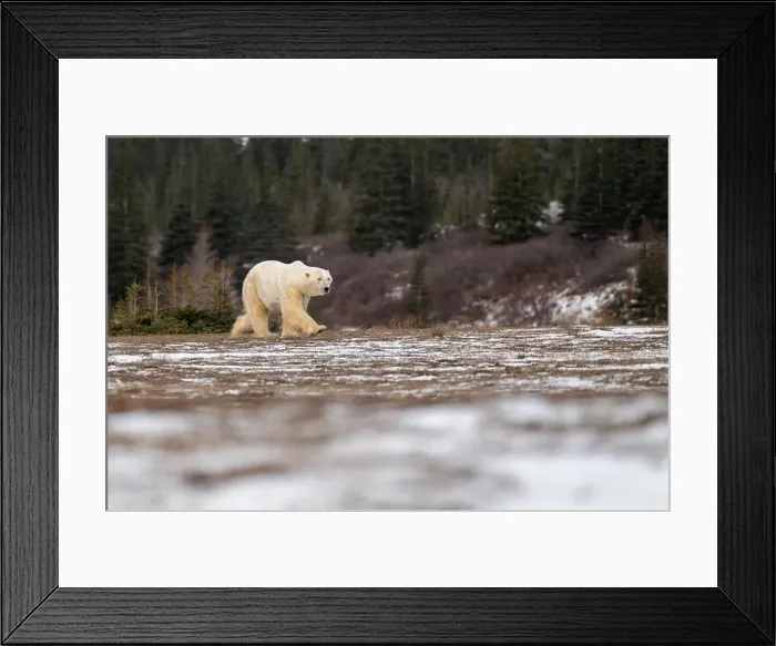 Framed Print : Polar bear walking through a snow covered field in October near Churchill, Manitoba Framed Print : Polar bear walking through a snow covered field in October near Churchill, Manitoba