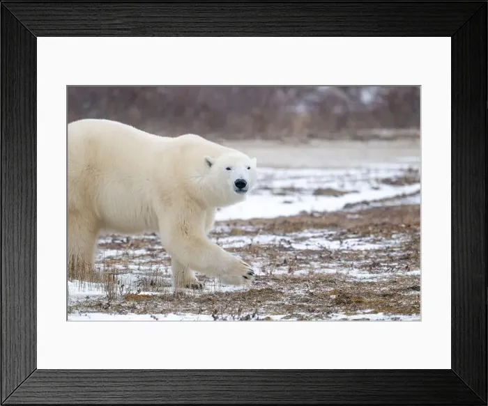 Framed Print : Polar bear walking through a snow covered field in October near Churchill, Manitoba Framed Print : Polar bear walking through a snow covered field in October near Churchill, Manitoba