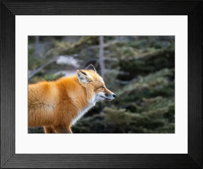 Framed Print : Red fox searching for food in a field partically covered in snow near Churchill Manitoba Framed Print : Red fox searching for food in a field partically covered in snow near Churchill Manitoba