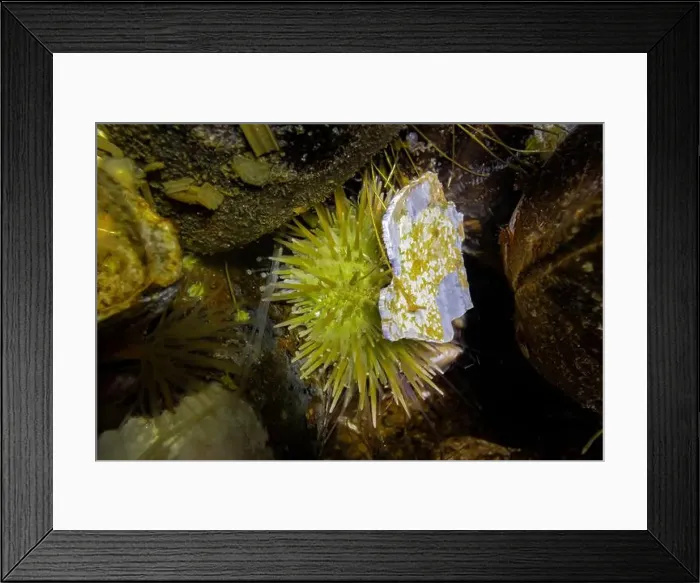 Framed Print : Green Sea Urchin, Strongylocentrotus droebachiensis Framed Print : Green Sea Urchin, Strongylocentrotus droebachiensis