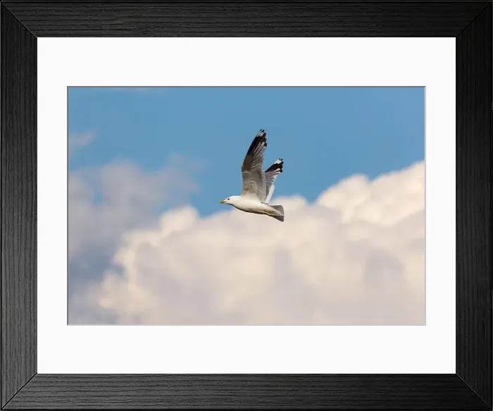 Framed Print : Arctic Tern (Sterna paradisea) in flight, against a blue sky and clouds Framed Print : Arctic Tern (Sterna paradisea) in flight, against a blue sky and clouds