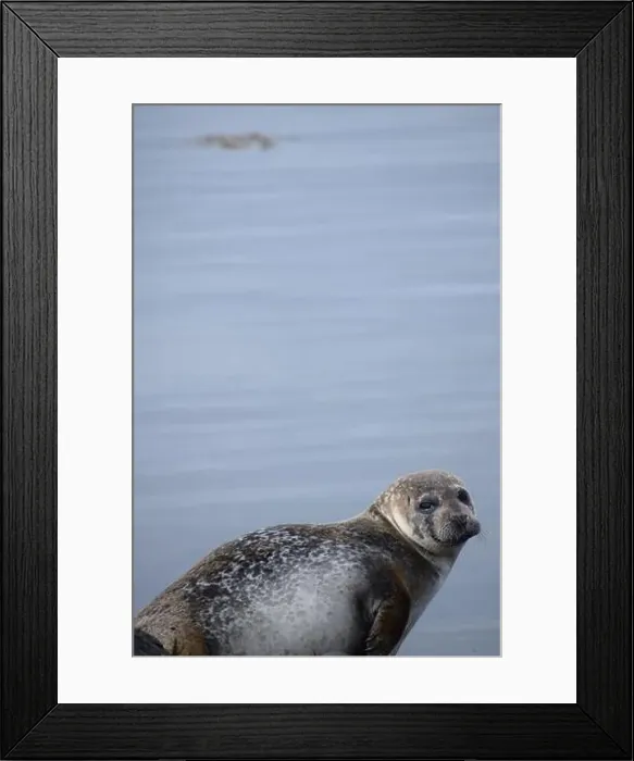 Framed Print : Spotted seal in Iceland Framed Print : Spotted seal in Iceland