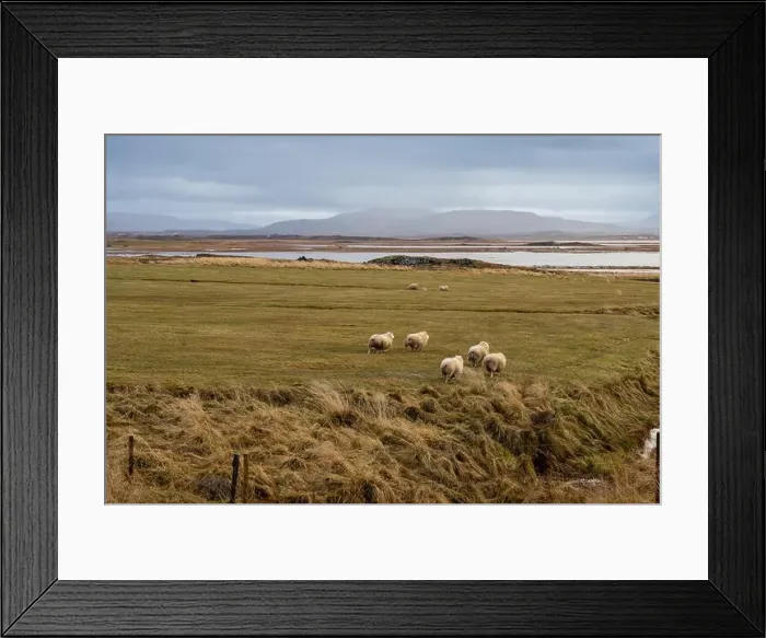 Framed Print : Sheep on a pasture in the nature Framed Print : Sheep on a pasture in the nature