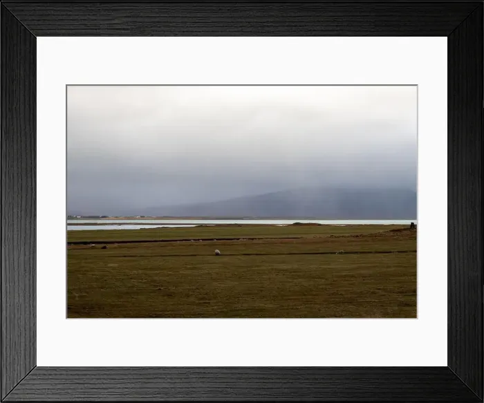 Framed Print : Sheep on a pasture in the nature Framed Print : Sheep on a pasture in the nature