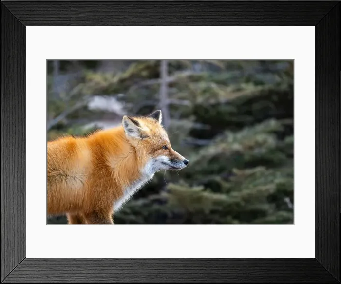 Framed Print : Red fox searching for food in a field partically covered in snow near Churchill Manitoba Framed Print : Red fox searching for food in a field partically covered in snow near Churchill Manitoba