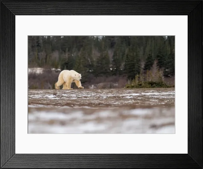 Framed Print : Polar bear walking through a snow covered field in October near Churchill, Manitoba Framed Print : Polar bear walking through a snow covered field in October near Churchill, Manitoba