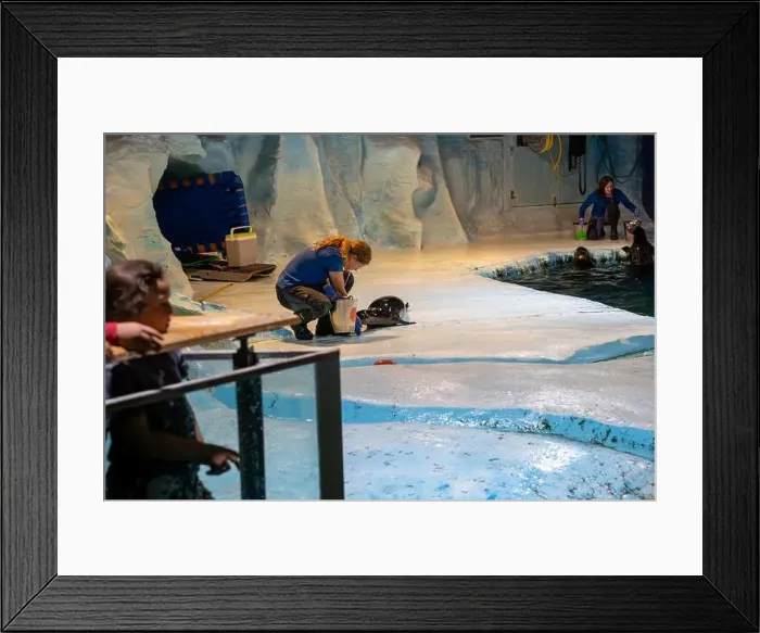 Framed Print : Tromso, Norway - 07.04.2024: Seal show in Polaria aquarium in Tromso, Norway Framed Print : Tromso, Norway - 07.04.2024: Seal show in Polaria aquarium in Tromso, Norway