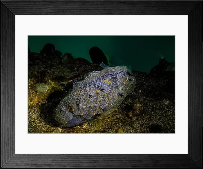 Framed Print : Jelly Crust Tunicate, Diplosoma listerianum Framed Print : Jelly Crust Tunicate, Diplosoma listerianum