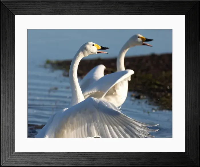 Framed Print : pair of Bewick swans at Slimbridge WWT UK [Cygnus Columbianos bewickii ]