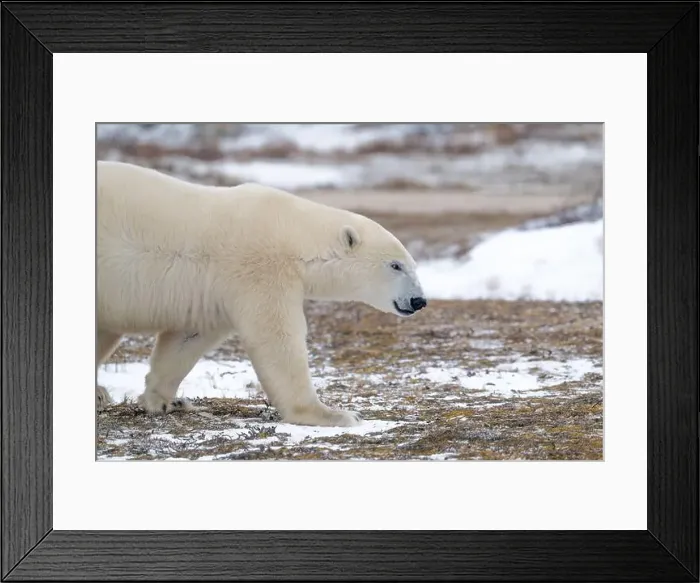 Framed Print : Polar bear walking through a snow covered field in October near Churchill, Manitoba Framed Print : Polar bear walking through a snow covered field in October near Churchill, Manitoba