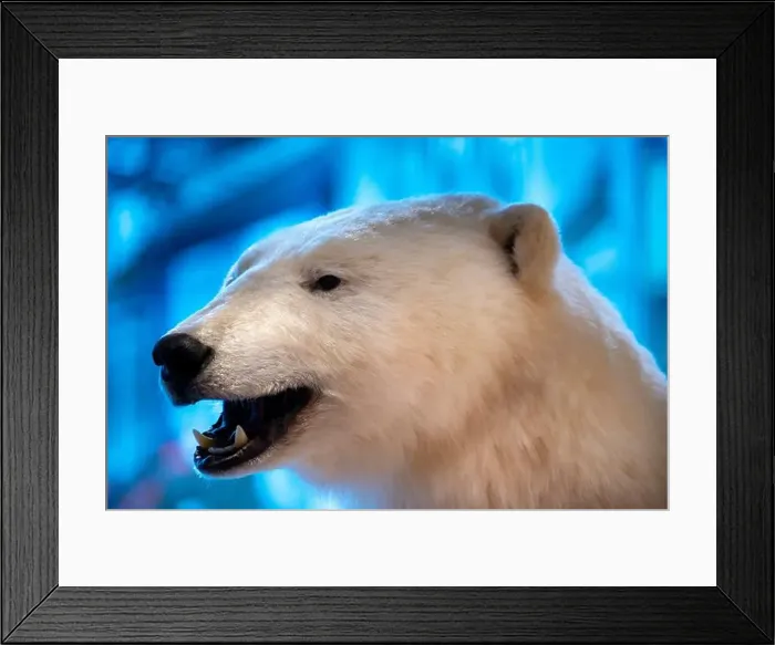 Framed Print : Taxidermy Polar Bear - Norway Framed Print : Taxidermy Polar Bear - Norway