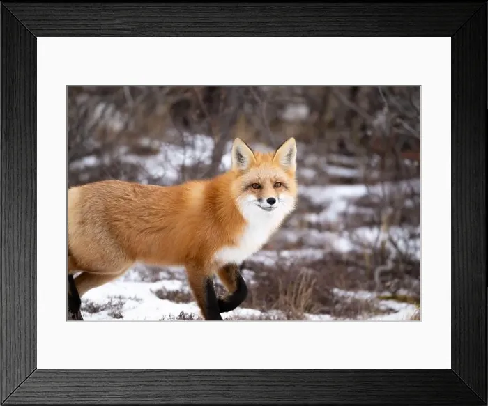 Framed Print : Red fox searching for food in a field partically covered in snow near Churchill Manitoba Framed Print : Red fox searching for food in a field partically covered in snow near Churchill Manitoba