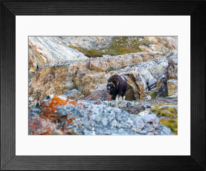 Framed Print : Musk ox, Ovibos moschatus, in the mountainside tundra of Geologfjord Framed Print : Musk ox, Ovibos moschatus, in the mountainside tundra of Geologfjord