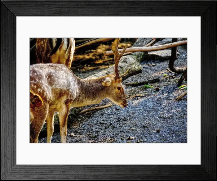 Framed Print : young red deer shows up