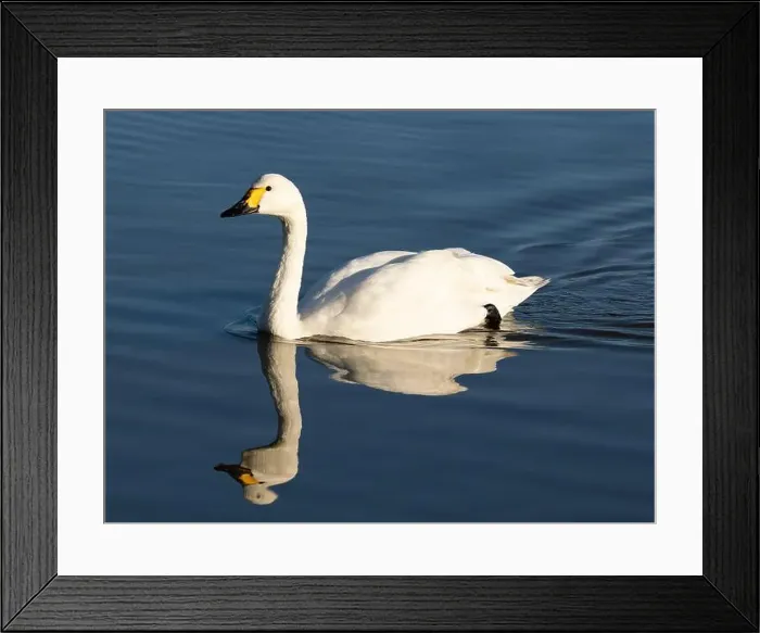 Framed Print : Bewick swan at Slimbridge WWT in the UK [ Cygnus columbianos bewickii ]
