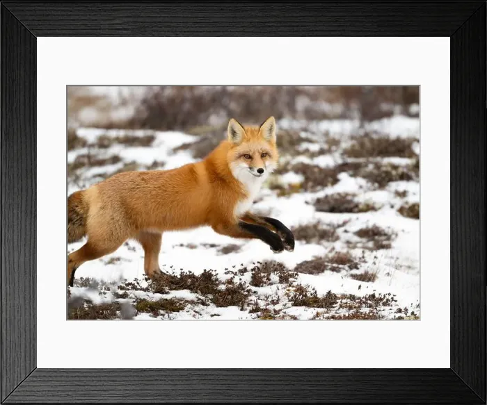Framed Print : Red fox searching for food in a field partically covered in snow near Churchill Manitoba Framed Print : Red fox searching for food in a field partically covered in snow near Churchill Manitoba