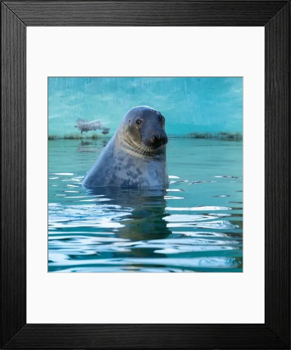 Framed Print : Grey seal (female) head over water surface Framed Print : Grey seal (female) head over water surface