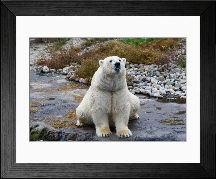 Framed Print : A polar bear sitting comfortable on a rock Framed Print : A polar bear sitting comfortable on a rock
