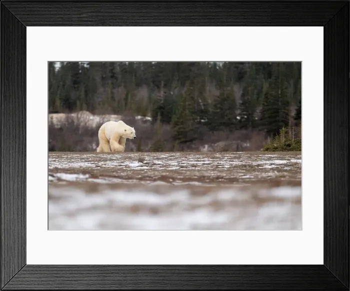 Framed Print : Polar bear walking through a snow covered field in October near Churchill, Manitoba Framed Print : Polar bear walking through a snow covered field in October near Churchill, Manitoba