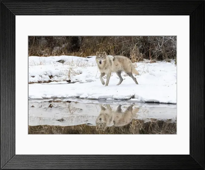 Framed Print : The gray wolf or grey wolf is native to Eurasia and N America Framed Print : The gray wolf or grey wolf is native to Eurasia and N America