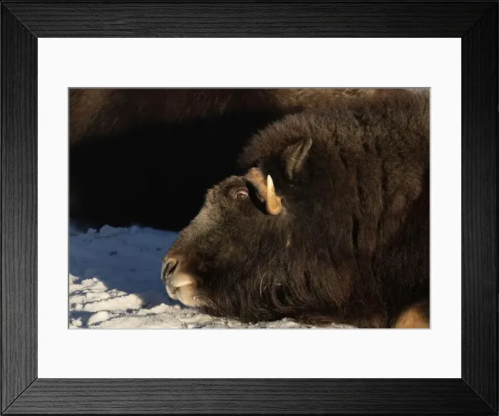 Framed Print : portrait of an angry musk ox with big horns Framed Print : portrait of an angry musk ox with big horns