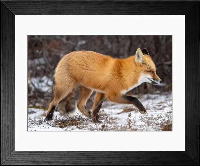 Framed Print : Red fox searching for food in a field partically covered in snow near Churchill Manitoba Framed Print : Red fox searching for food in a field partically covered in snow near Churchill Manitoba