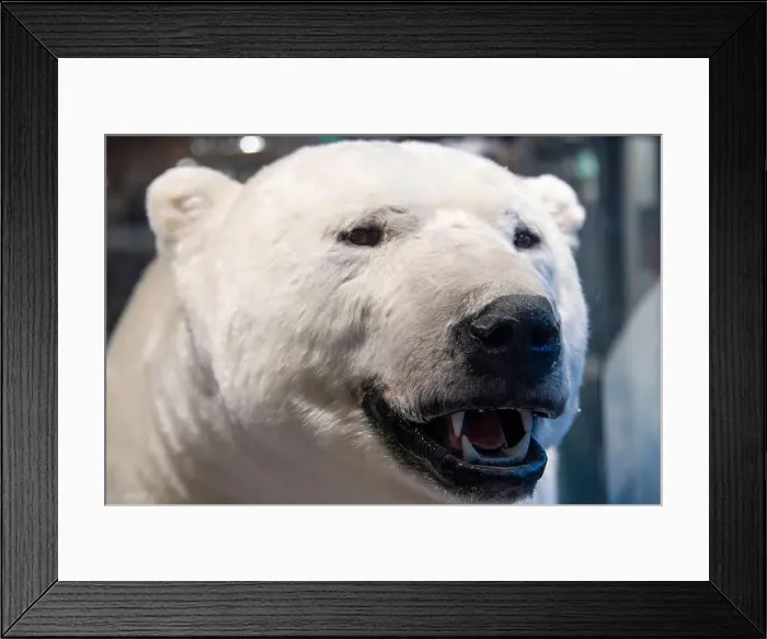Framed Print : Taxidermy Polar Bear - Norway Framed Print : Taxidermy Polar Bear - Norway