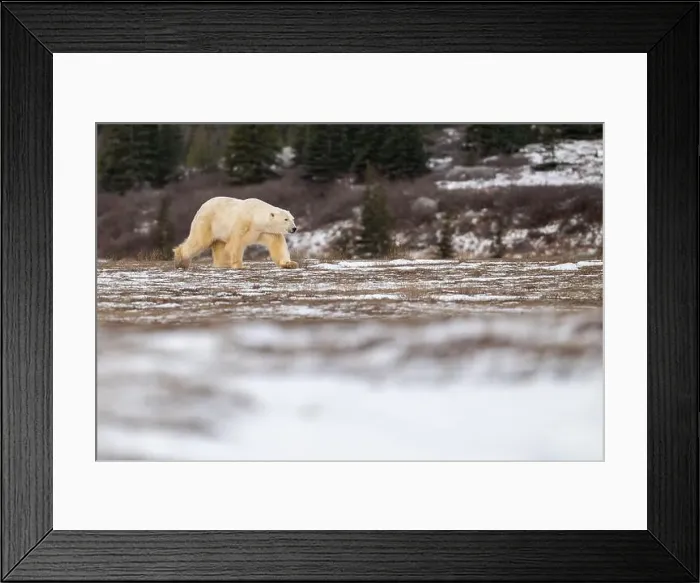 Framed Print : Polar bear walking through a snow covered field in October near Churchill, Manitoba Framed Print : Polar bear walking through a snow covered field in October near Churchill, Manitoba