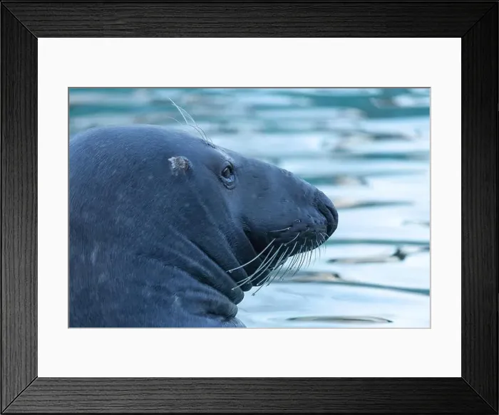 Framed Print : Atlantic Grey Seal - Halichoerus grypus swimming at the water surface Framed Print : Atlantic Grey Seal - Halichoerus grypus swimming at the water surface