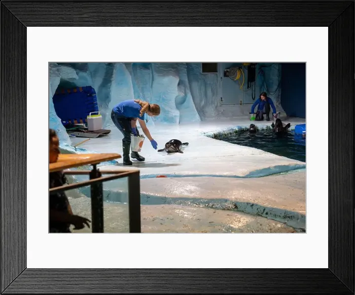 Framed Print : Tromso, Norway - 07.04.2024: Seal show in Polaria aquarium in Tromso, Norway Framed Print : Tromso, Norway - 07.04.2024: Seal show in Polaria aquarium in Tromso, Norway