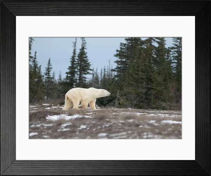 Framed Print : Polar bear walking through a snow covered field in October near Churchill, Manitoba Framed Print : Polar bear walking through a snow covered field in October near Churchill, Manitoba