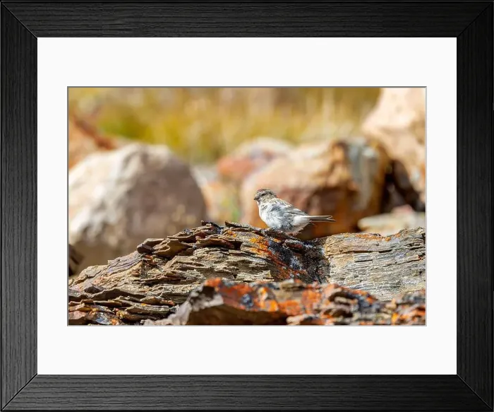 Framed Print : Female snow bunting, Plectrophenax nivalis Framed Print : Female snow bunting, Plectrophenax nivalis