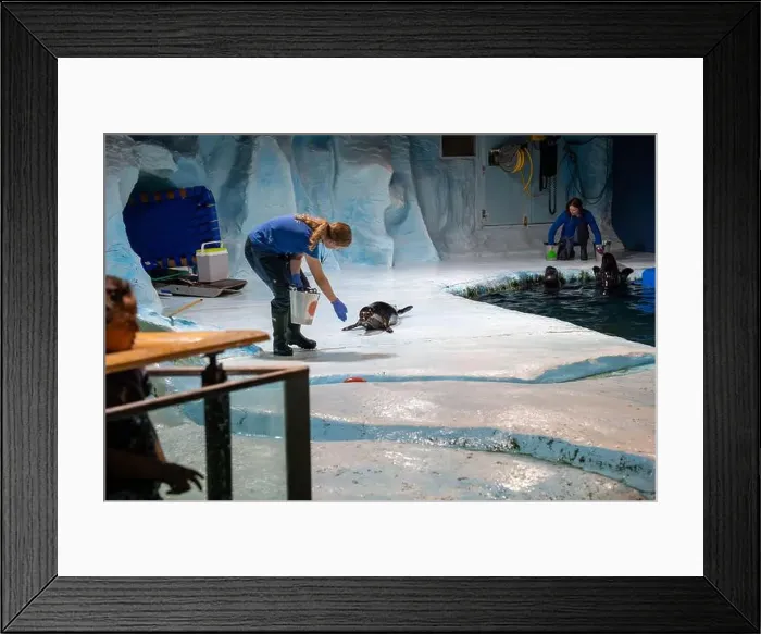 Framed Print : Tromso, Norway - 07.04.2024: Seal show in Polaria aquarium in Tromso, Norway Framed Print : Tromso, Norway - 07.04.2024: Seal show in Polaria aquarium in Tromso, Norway