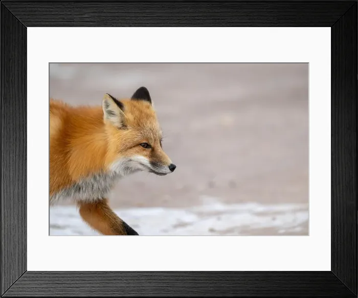 Framed Print : Red fox searching for food in a field partically covered in snow near Churchill Manitoba Framed Print : Red fox searching for food in a field partically covered in snow near Churchill Manitoba