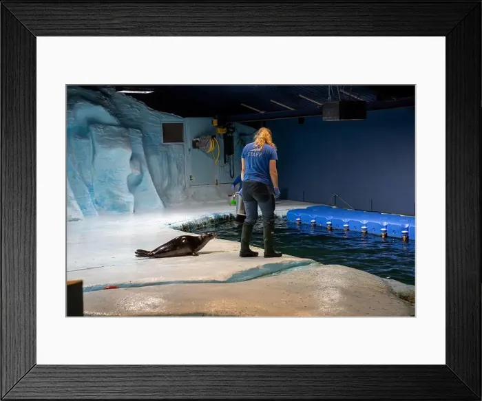 Framed Print : Tromso, Norway - 07.04.2024: Seal show in Polaria aquarium in Tromso, Norway Framed Print : Tromso, Norway - 07.04.2024: Seal show in Polaria aquarium in Tromso, Norway