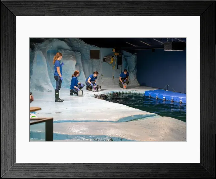 Framed Print : Tromso, Norway - 07.04.2024: Seal show in Polaria aquarium in Tromso, Norway Framed Print : Tromso, Norway - 07.04.2024: Seal show in Polaria aquarium in Tromso, Norway