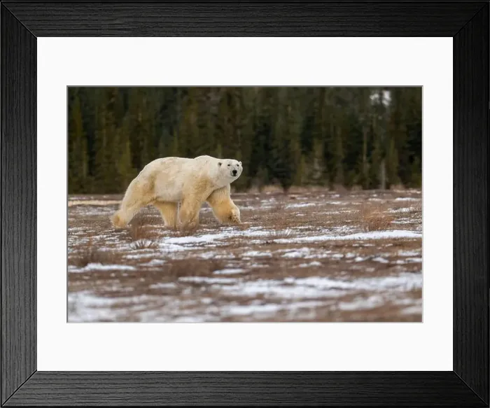 Framed Print : Polar bear walking through a snow covered field in October near Churchill, Manitoba Framed Print : Polar bear walking through a snow covered field in October near Churchill, Manitoba