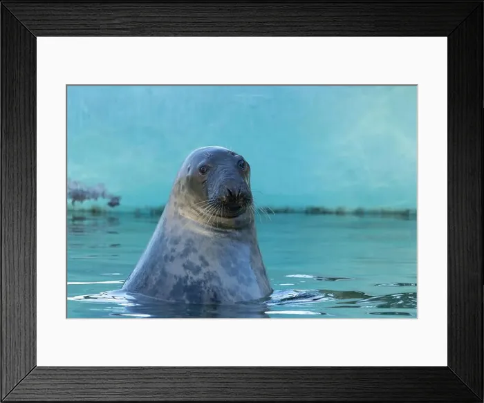 Framed Print : Grey seal (female) head over water surface Framed Print : Grey seal (female) head over water surface