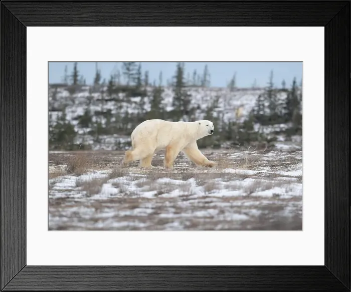 Framed Print : Polar bear walking through a snow covered field in October near Churchill, Manitoba Framed Print : Polar bear walking through a snow covered field in October near Churchill, Manitoba