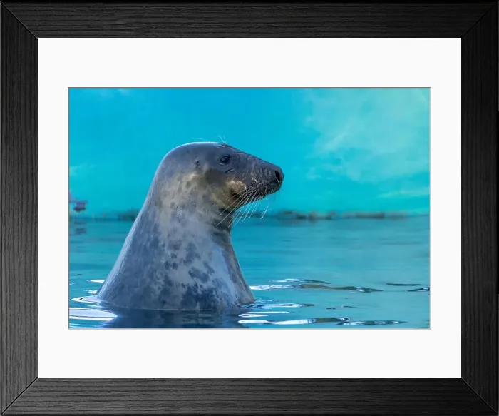 Framed Print : Grey seal (female) head over water surface Framed Print : Grey seal (female) head over water surface