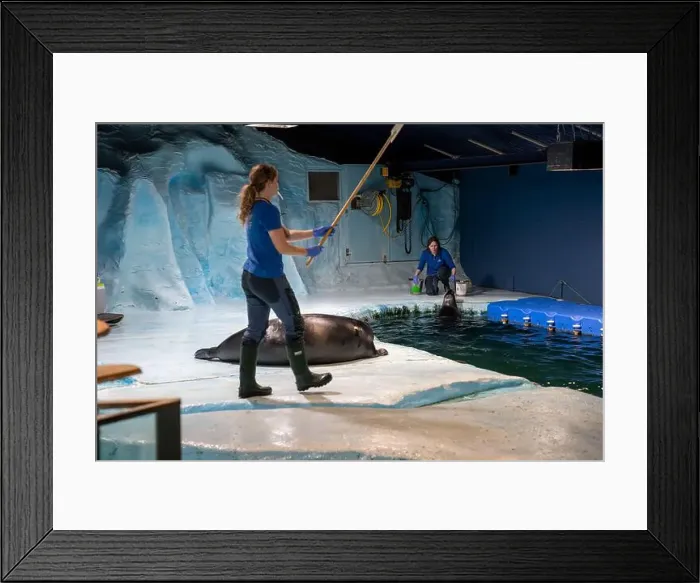 Framed Print : Tromso, Norway - 07.04.2024: Seal show in Polaria aquarium in Tromso, Norway Framed Print : Tromso, Norway - 07.04.2024: Seal show in Polaria aquarium in Tromso, Norway