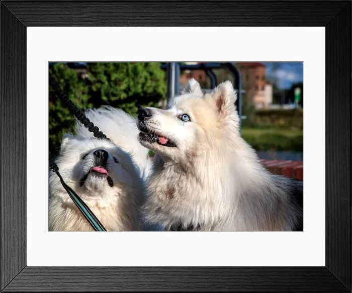 Framed Print : Two beautiful white dogs with blue eyes raised their muzzles up and wait for a treat from their owner Framed Print : Two beautiful white dogs with blue eyes raised their muzzles up and wait for a treat from their owner