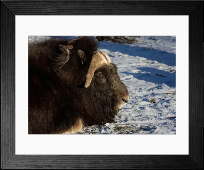 Framed Print : portrait of an angry musk ox with big horns Framed Print : portrait of an angry musk ox with big horns