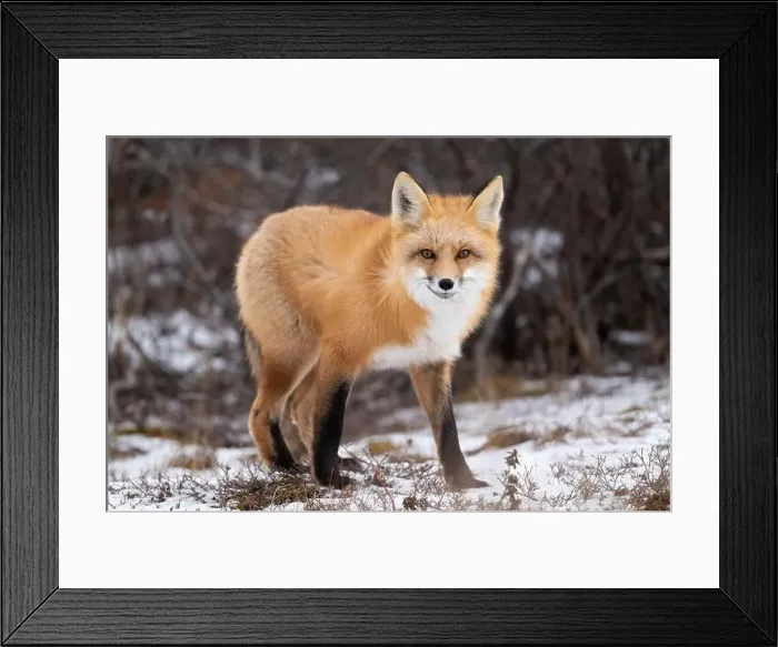 Framed Print : Red fox searching for food in a field partically covered in snow near Churchill Manitoba Framed Print : Red fox searching for food in a field partically covered in snow near Churchill Manitoba