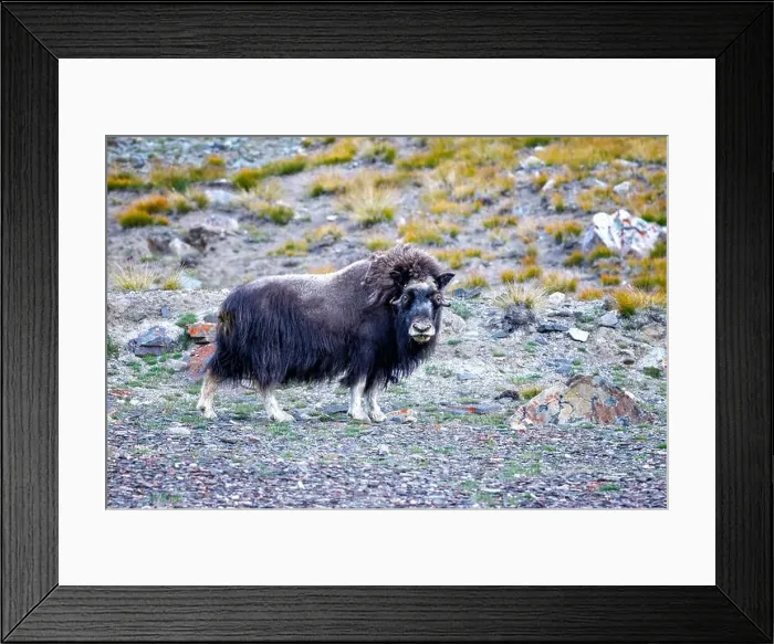 Framed Print : Musk ox, Ovibos moschatus, in the mountainside tundra of Geologfjord Framed Print : Musk ox, Ovibos moschatus, in the mountainside tundra of Geologfjord