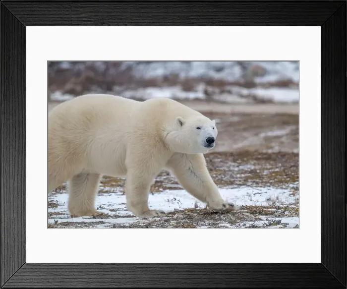 Framed Print : Polar bear walking through a snow covered field in October near Churchill, Manitoba Framed Print : Polar bear walking through a snow covered field in October near Churchill, Manitoba