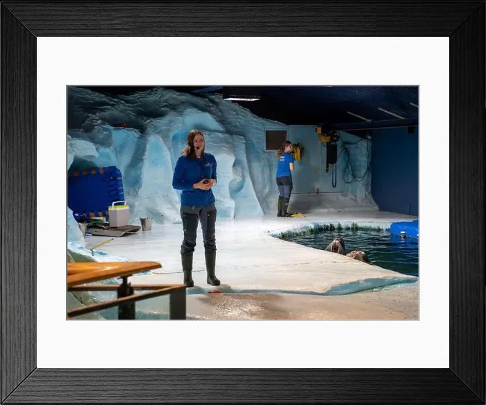 Framed Print : Tromso, Norway - 07.04.2024: Seal show in Polaria aquarium in Tromso, Norway Framed Print : Tromso, Norway - 07.04.2024: Seal show in Polaria aquarium in Tromso, Norway