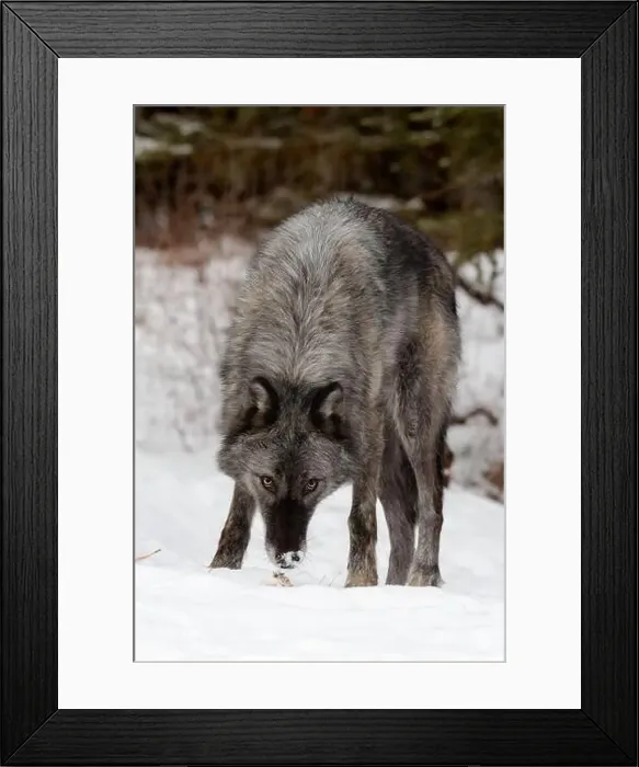 Framed Print : The gray wolf or grey wolf is native to Eurasia and N America Framed Print : The gray wolf or grey wolf is native to Eurasia and N America